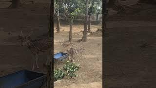 Deer farm, Valuka