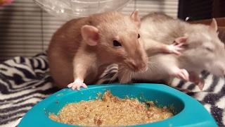 Rats have a slap fight