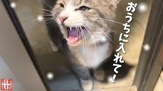 ごめん…。極寒＆雪の夜、玄関に現れたちいさな猫…