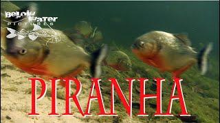 NEW Piranha Guide PART 1 - Pygocentrus, Pygopristis, Cataprion, Pristobrycon - PART 2 on JAN 10!