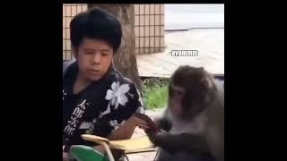 Monkey vs Phone