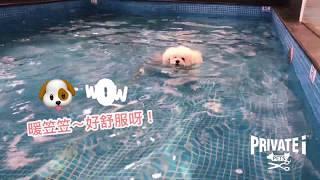 【狗狗游水 Dog Swimming】@ PRIVATE i PETS │ 寵物美容店