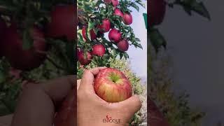 Washington Apple Promo Video | Envogue Events | Safestway Mazaya Center