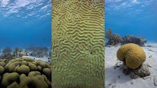 Shore Diving Bonaire, Tolo and Karpata