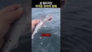 살 떨리지만 귀여운 상어의 정체