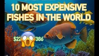 Why Do These Ten Fish Cost So Much? A Closer Look at Their Value