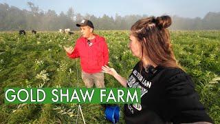 His Unconventional Methods of Farm Marketing (Gold Shaw Farm)