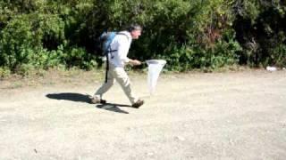 Catching tiger beetles