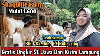 MULAI 1.600..!! GRATIS ONGKIR SE JAWA KAMBING PE KALIGESING #bibitkambing #kambingpe #hargakambing