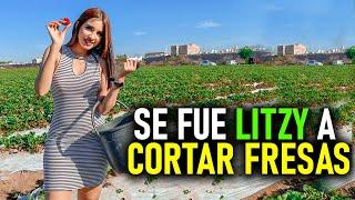 En el campo cortando fresas LITZY una mujer todo terreno