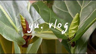 ep26 yu vlog｜介紹我的觀葉植物們，plant tour，#龜背芋 #琴葉榕 #觀音蓮 #合果芋 ｜yu.