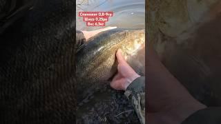 Трофейный судак на ультралайт #рыбалка2024 #ультралайт #микроджиг #fishing #fishingvideo