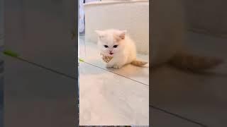 Funny and cute cats