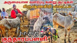 3-1-2025 kundarapalli Friday market வளர்ப்பு கன்று குட்டிகள் விற்பனை  கிருஷ்ணகிரி மாவட்டம்