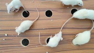  CAT GAMES  Catching Mice! Entertainment Video for Cats to Watch | CAT & DOG TV.