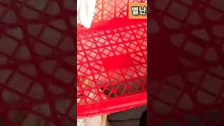 스치로폼에 알메주 한말 띄우기 두번째 성공