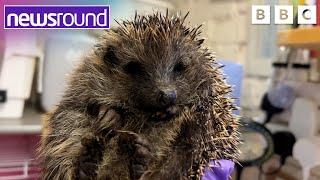 A prickly problem - more hedgehogs need rescuing | Newsround