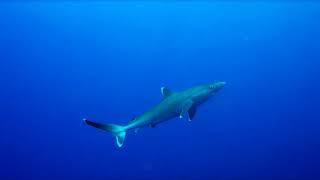 Underwater Love #35 - Silvertip shark on Pinnacles Reef