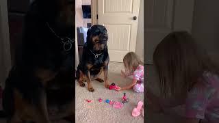 The funniest pet video of the year！#cat #dog #pets #funny #ViralMusic #trending