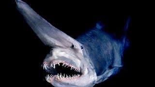 Top 5 Bizarre Deep Sea Creatures