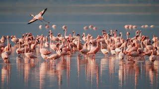 Embark on a Serene Adventure | Discover the Majestic Flamingos of Gediz Delta! | Flamingo boat trip