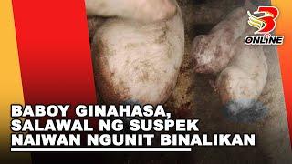 Baboy ginahasa, salawal ng suspek naiwan ngunit binalikan