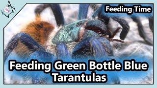 Feeding Green Bottle Blue Tarantulas