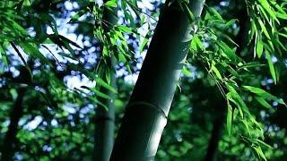 GLOBALink | How bamboo changes fortunes of a Chinese village