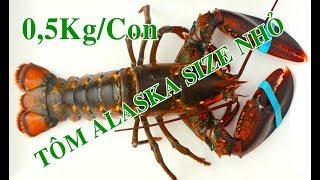 Tôm hùm Alaska Size nhỏ 0,5kg/ 1 con - mỗi người 1 con không lo bị giành