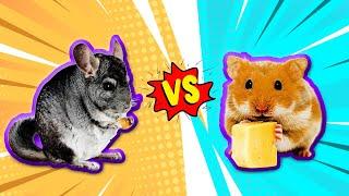 Chinchilla vs Hamster  Which One is Better as Pet