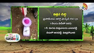 మిరప నారుమడిలో మేలైన యాజమాన్యం | Chilli Cultivation Methods | Matti Manishi | 10TV