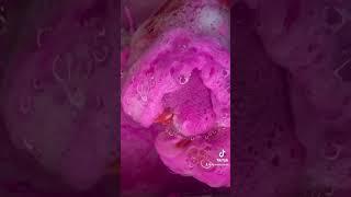 Liquid soap flakes and pink combo ASMR sponge squeezing