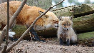 Adorable Fox Family in Canada