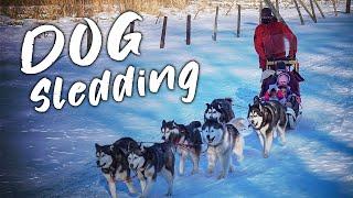 Dog Sledding in Minnesota with Silent Run Adventures