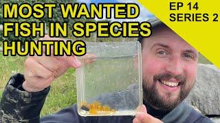 Snorkel Fishing for Rare Fish : Species Hunt (EPISODE 34)