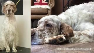 #englishsetter English Setters Samson & Blossom - K9 Dog Grooming by Rebecca Goutorbe, Derbyshire UK