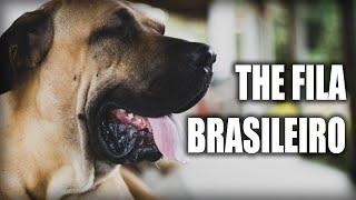 THE FILA BRASILEIRO - A QUICK LOOK AT THE HISTORY AND BREED STANDARD