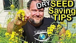 Seed Saving Tips Ep 1 - Dry Seeds | Organic Gardening