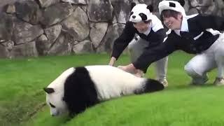 Панда развлекается) Смешное видео | Panda. Fun video