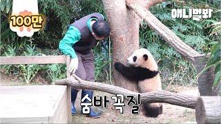 Adorable Baby Panda Playing Hide-And-Seek With a Keeper