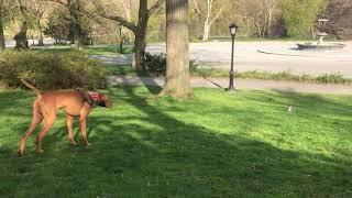 Catch Me If You Can: Squirrel Outfoxes Dog in Central Park Chase