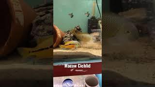 Macaw Cichlid #cichlids #shorts #newworldcichlids