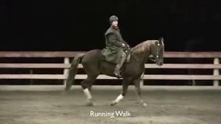 Tennessee Walking Horse- Gaits - Flat Walk, Running Walk vs  Step Pace. See The Difference