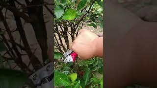 PRUNING ANTAM #shortvideo #fruit #shortfeed #shorts #shorts #shortsviral #shortsfeed