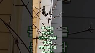 #동기부여 #힐링영상 #새가날아든다 누구나 자유를 갈망한다