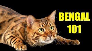 Bengal Cat 101 |  Must Watch BEFORE Getting a BENGAL CAT 