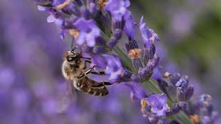 Une insémination d’abeille réussie avec de la semence congelée