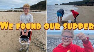 Cockle picking in saundersfoot harbour west Wales Pembrokeshire