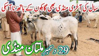 Multan Cow Mandi Fresh Latest Update Video | Cholistani Ablk Nukre Sahiwal Bachre | Cow Mandi 2024