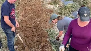 Harvesting Potatoes at Back Forty & Ranch - Idaho's Premier Farm